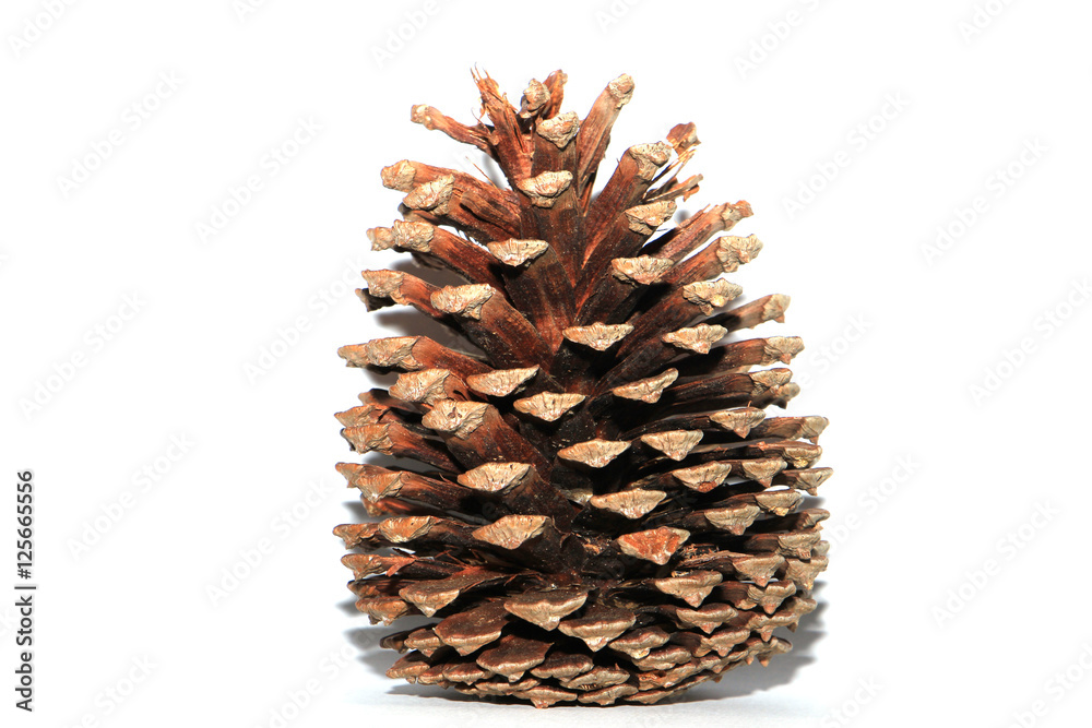 Brown pine cone, cedar pine cone isolated on white background Brown pine cone, cedar pine cone isolated on white background