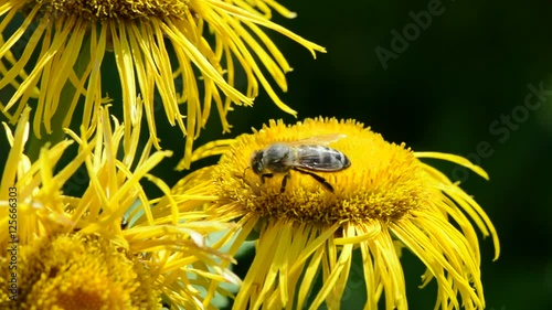 Bee picking pollen on yellow flowering elecampane plant

 photo