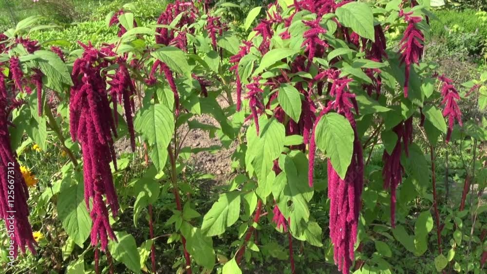 Purple flowering amaranth in the garden on slightly windy day