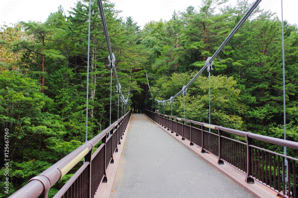 Suspension bridge located in a forest