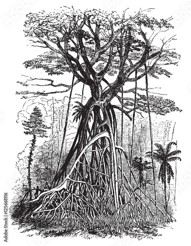 Polyalthia tree forests of Malaysia, vintage engraving. photo