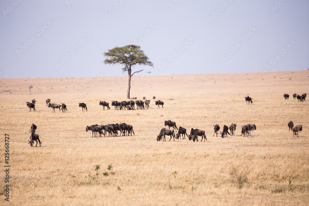 wildebeest in Masai Mara National Park in Kenya Africa wildebeest in Masai Mara National Park in Kenya Africa