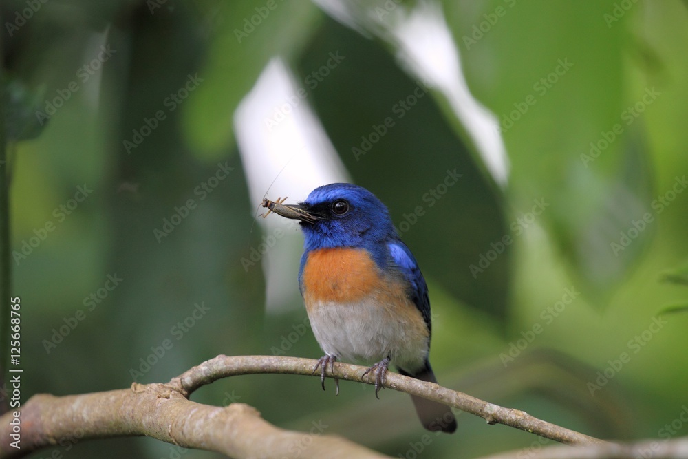 Male Malaysian Blue Flycatcher (Cyornis turcosus) with Prey Male Malaysian Blue Flycatcher (Cyornis turcosus) with Prey