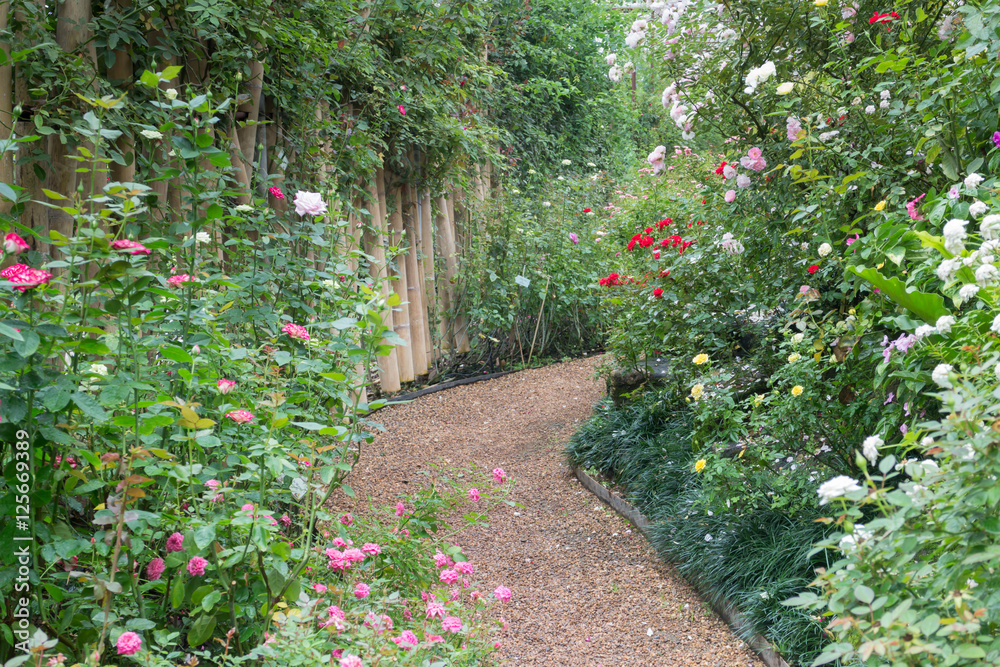 Walkway in botanic rose garden