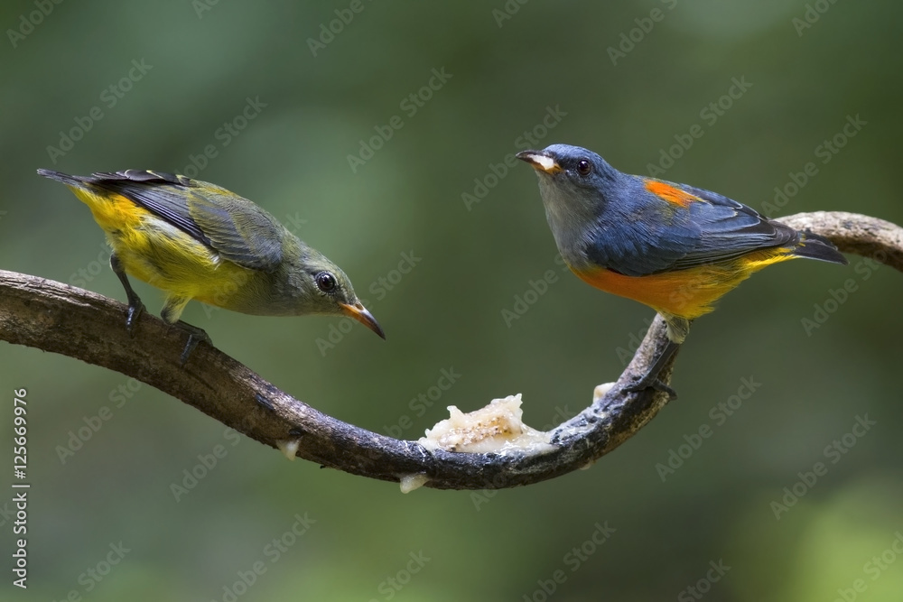 Obraz premium A couple of Orange-bellied Flowerpecker bird is eating some food on a climber in the forest.
