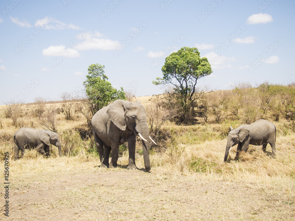 landscape with elephants in the Masai Mara National Park in Keny landscape with elephants in the Masai Mara National Park in Keny