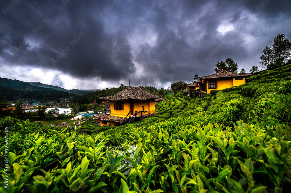 Tea farm and village Thailand
