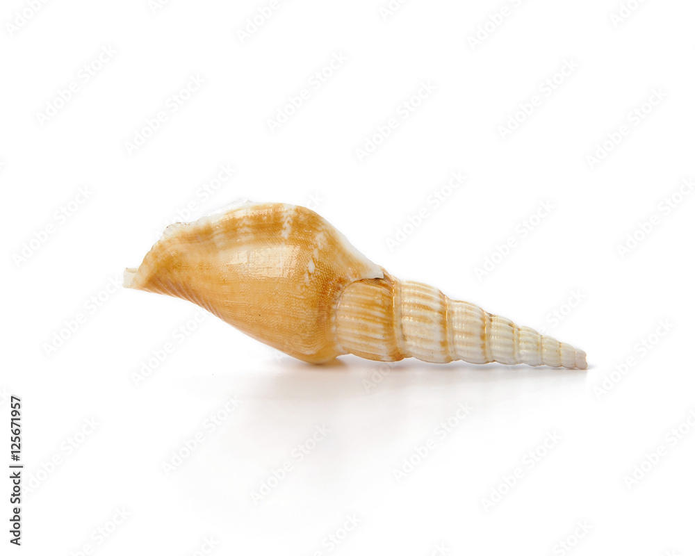 Sea shell isolated on white background Sea shell isolated on white background