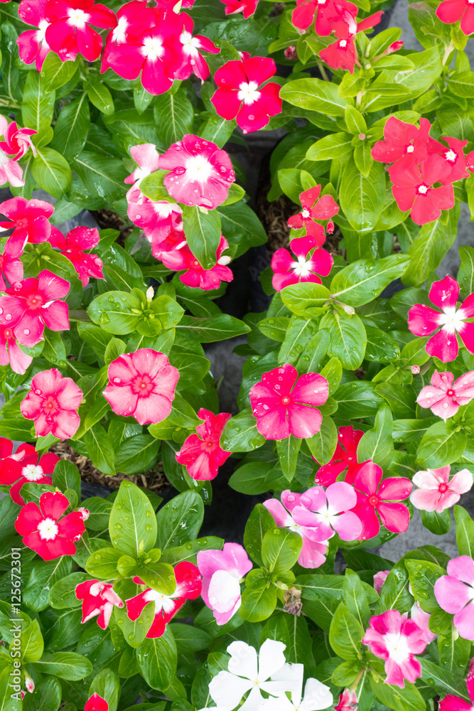 Vinca flower, Plants,Flowers Vinca flower, Plants,Flowers