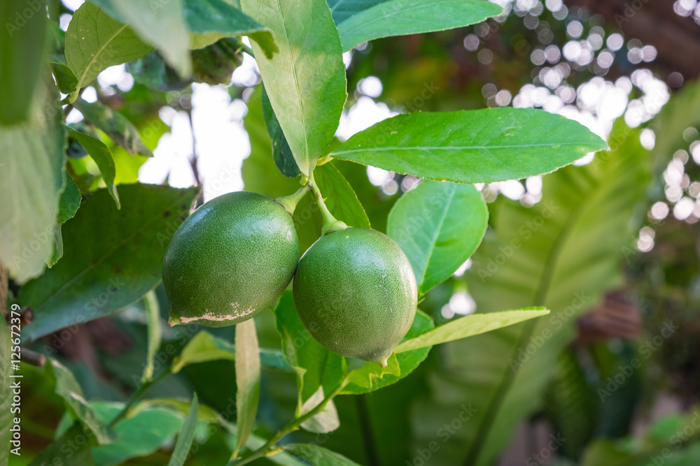 Thai green lemon on tree