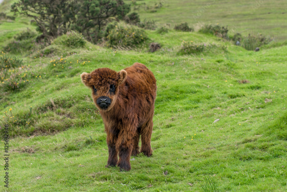 Scottish highland calf near the Colliford Lake in the Bodmin Moor in Cornwall Scottish highland calf near the Colliford Lake in the Bodmin Moor in Cornwall