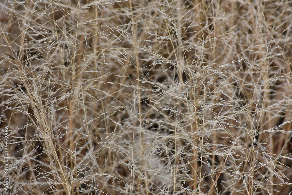 Naklejka premium Close up view of dense brown grass.
