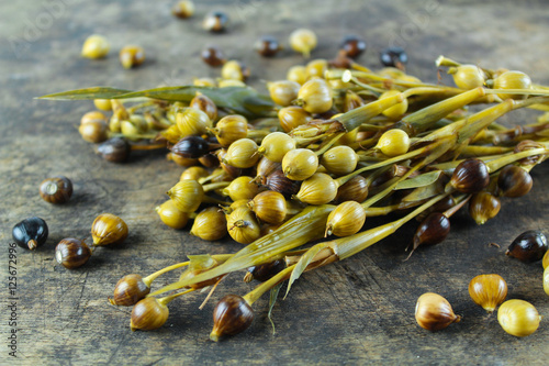 Job's tears ( coix lachryma-jobi ) of wild grass photo