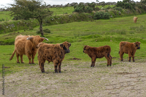 Flock of scottish highland cattle near the Colliford lake in the Bodmin Moor in cornwall