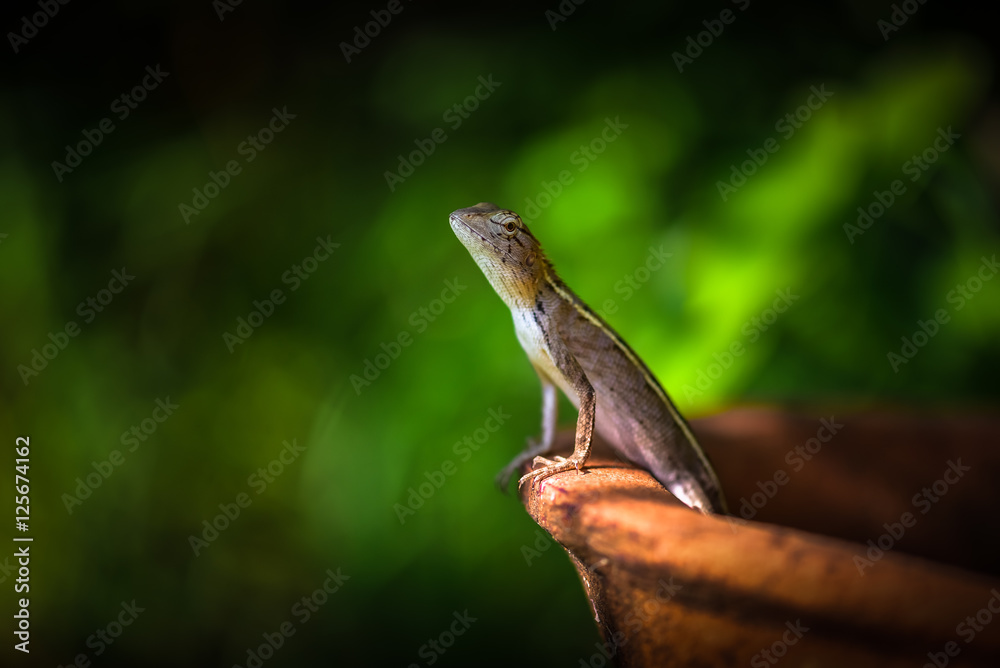 a chameleon standing in clay pots.Looking for something in the garden a chameleon standing in clay pots.Looking for something in the garden