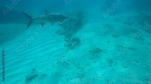 Wallpaper Mural Tarpon on reef in Virgin Gorda, British Virgin Islands Torontodigital.ca