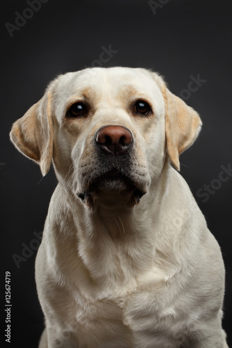 Close-up portrait of beige Labrador retriever dog with sad face in front view isolated black background