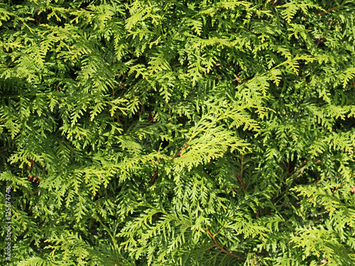 Lebensbaum  Thuja  Zypressengew  chs