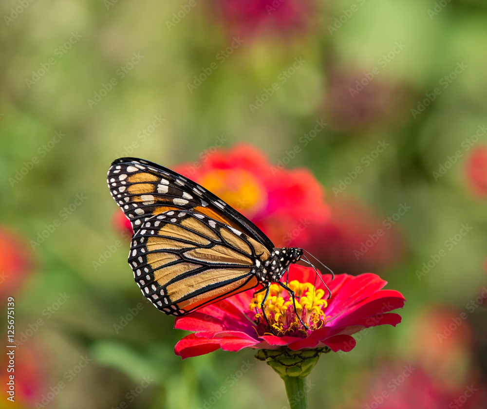 Fototapeta premium Monarch butterfly (Danaus plexippus) feeding on red Zinnia flower