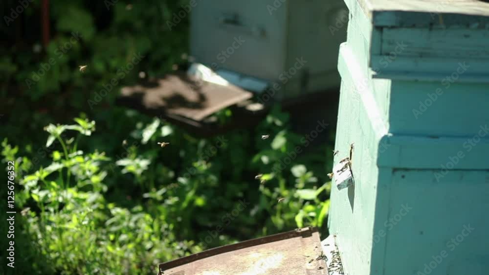 Apiary with bees Apiary with bees