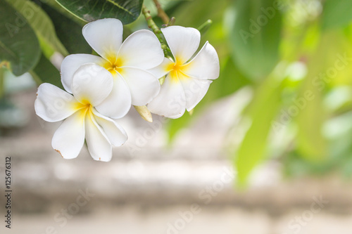 Green Beautiful Plumeria flower with clear light in sunny day.