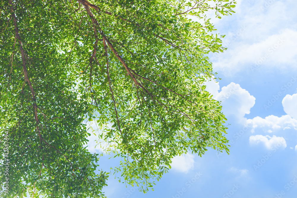 Fototapeta premium green tree with blue day cloud summer sky background.