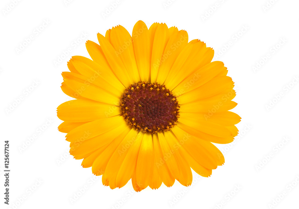 Calendula. Marigold flower with leaves isolated on a white backg Calendula. Marigold flower with leaves isolated on a white backg