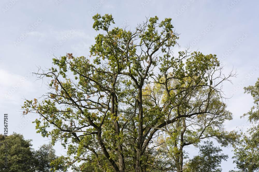 Treetop oak leaves. Treetop oak leaves.