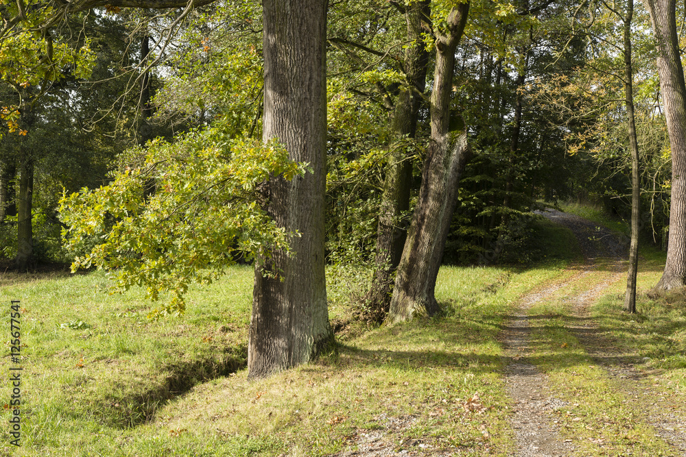 Old oak tree trunk and forest road with meadow. Old oak tree trunk and forest road with meadow.