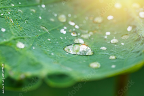 lotus leave or lily pad with big water drops from rain.