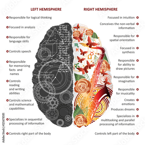 Brain left and right hemispheres infographics vector illustration
