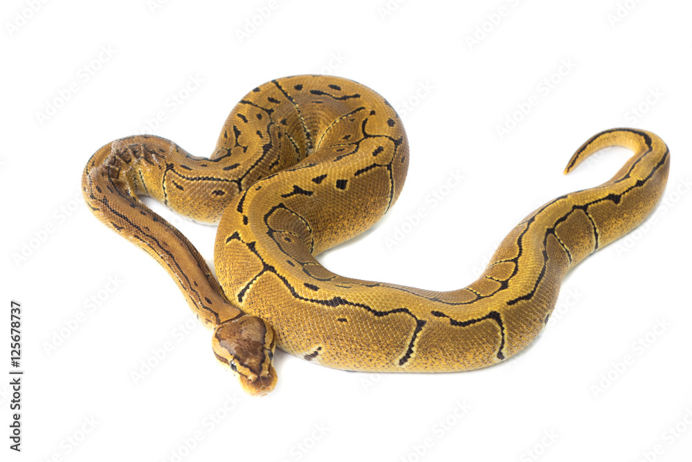 Fototapeta premium ball python on white background