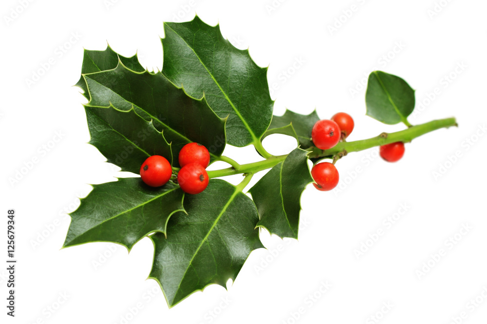 Christmas Holly Leaves and Berries Isolated on White Stock Photo