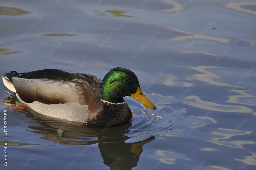 Obraz premium Утки на пруду в солнечную погоду