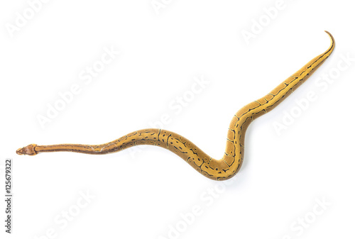 ball python on white background