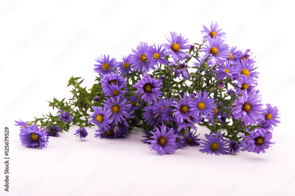 blue flowers asters Belgian on white background