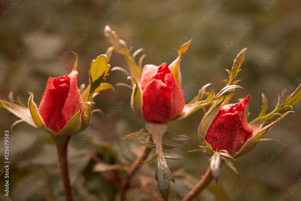 Beautiful bright red rose buds in the garden, selective focus, vintage color, dying plant in autumn, last splash of life, sad fall mood. Beautiful bright red rose buds in the garden, selective focus, vintage color, dying plant in autumn, last splash of life, sad fall mood.
