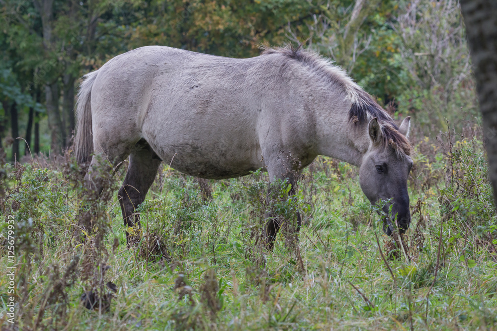 Koniks in der Geltinger Birk, Wildpferde im Naturschutzgebiet Koniks in der Geltinger Birk, Wildpferde im Naturschutzgebiet