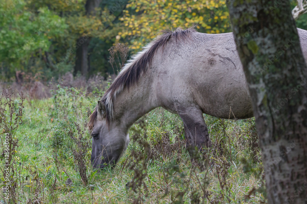 Koniks in der Geltinger Birk, Wildpferde im Naturschutzgebiet Koniks in der Geltinger Birk, Wildpferde im Naturschutzgebiet