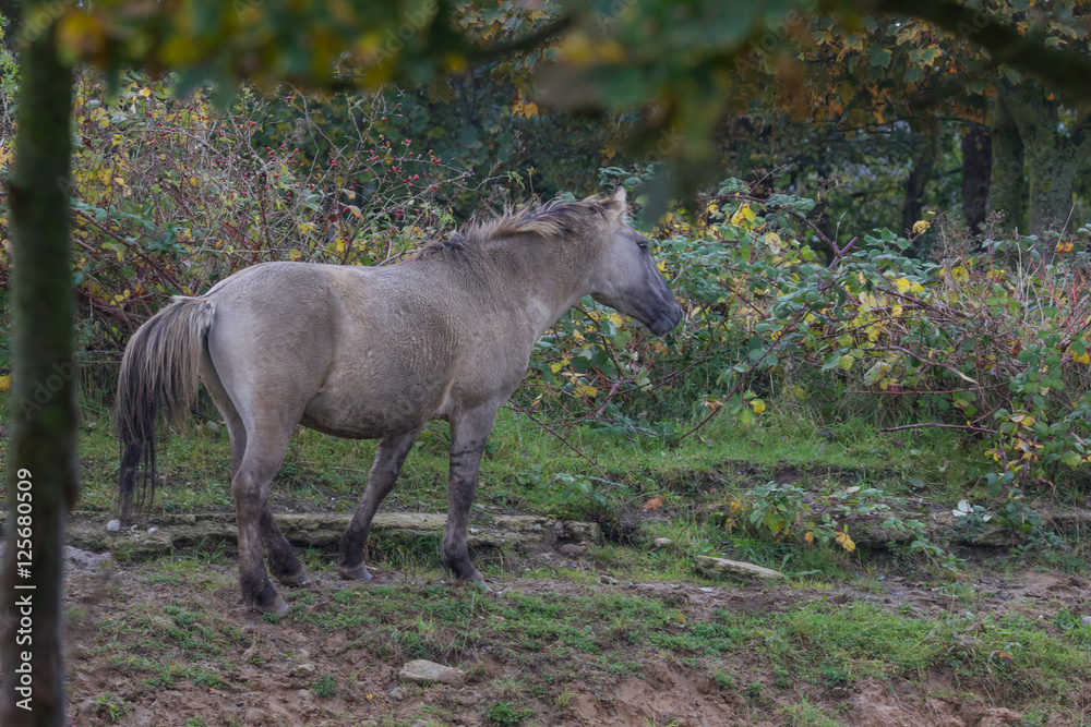 Wildpferde in der Geltinger Birk, Koniks Wildpferde in der Geltinger Birk, Koniks