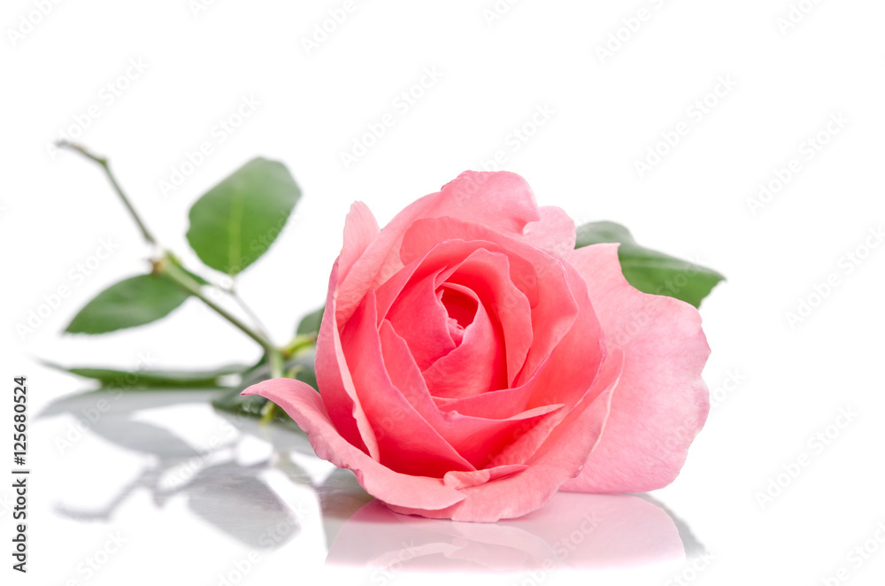 beautiful single pink rose lying down on a white background beautiful single pink rose lying down on a white background