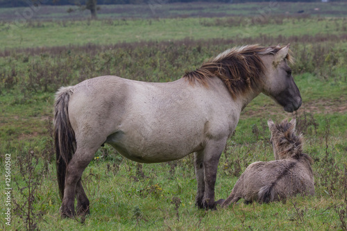 Wildpferde in der Geltinger Birk, Koniks © fotoman1962