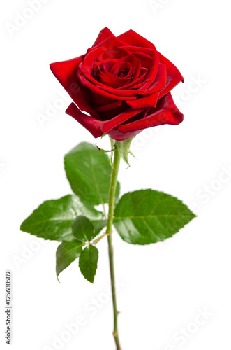 beautiful  red rose isolated on white background
