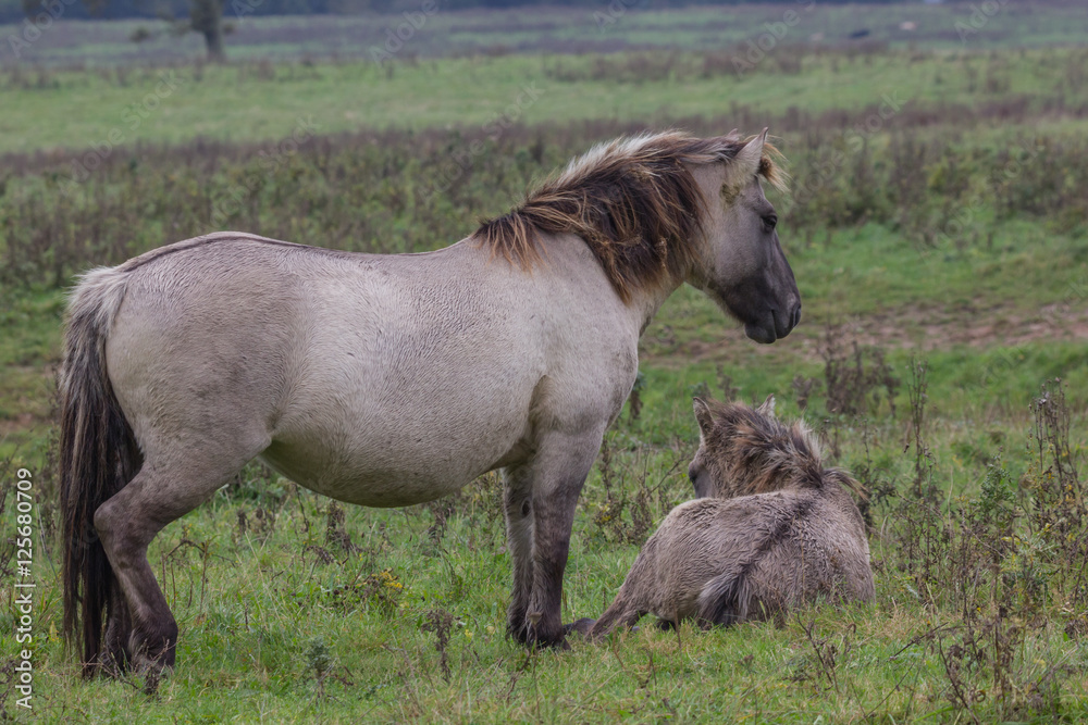 Obraz premium Wildpferde in der Geltinger Birk, Koniks