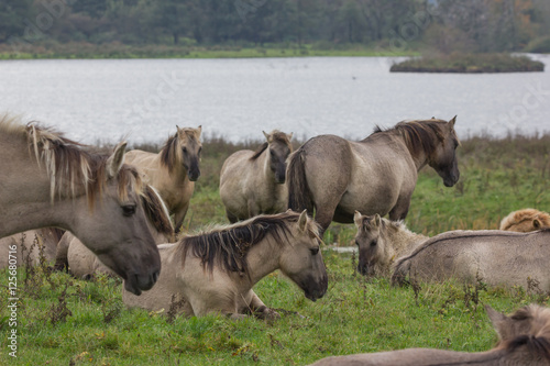 Wildpferde in der Geltinger Birk, Koniks photo