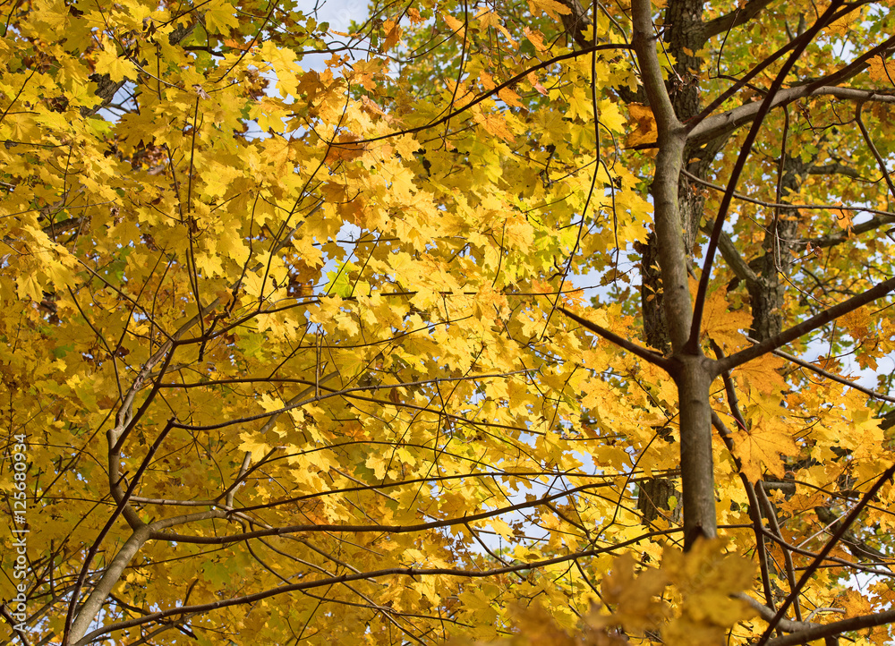 Ahorn, acer, Herbst Ahorn, acer, Herbst
