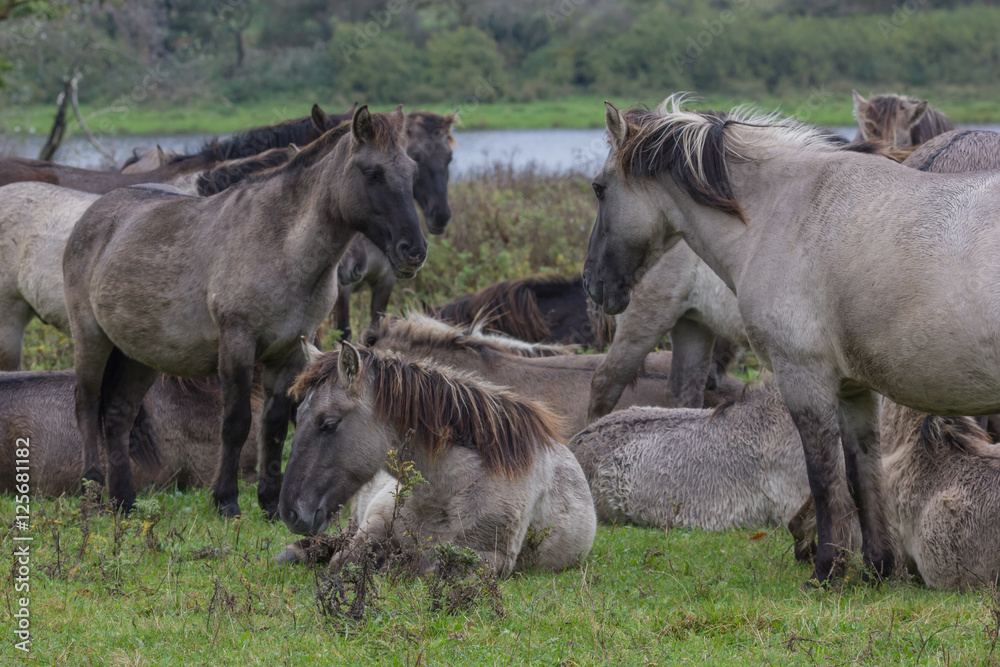 Koniks im Naturschutzgebiet Geltinger Birk, Wildpferde Koniks im Naturschutzgebiet Geltinger Birk, Wildpferde