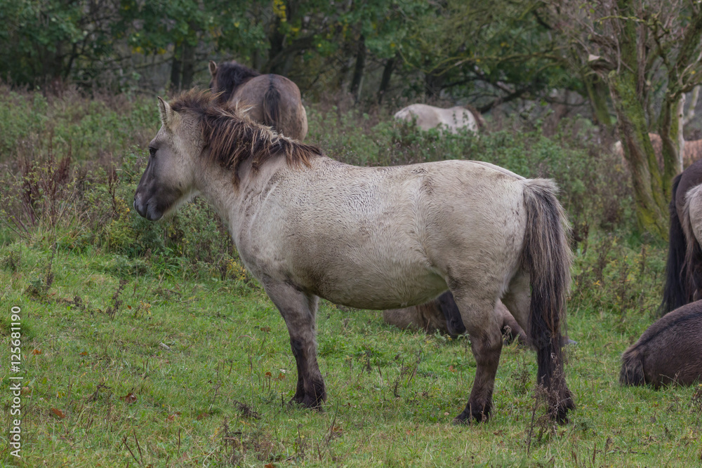 Koniks im Naturschutzgebiet Geltinger Birk, Wildpferde Koniks im Naturschutzgebiet Geltinger Birk, Wildpferde
