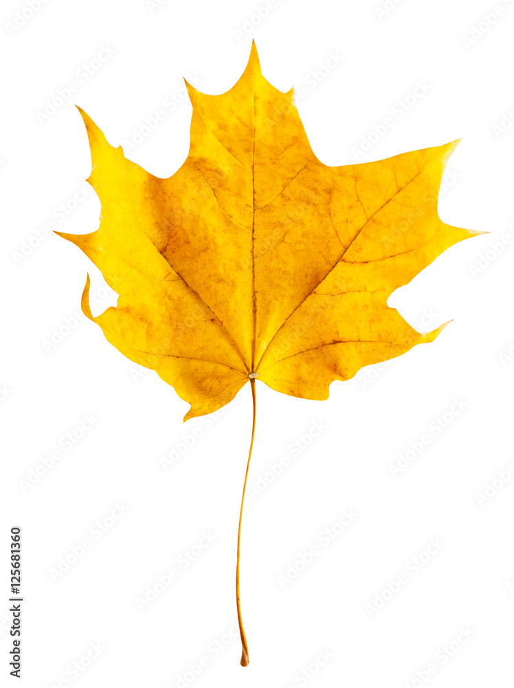 Yellow autumn maple leaf Yellow autumn maple leaf