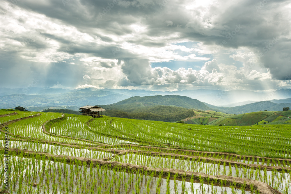 Fototapeta premium Rice Field in the Morning - Vibrant color effect